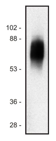 Anti-SIT Antibody [SIT-01]