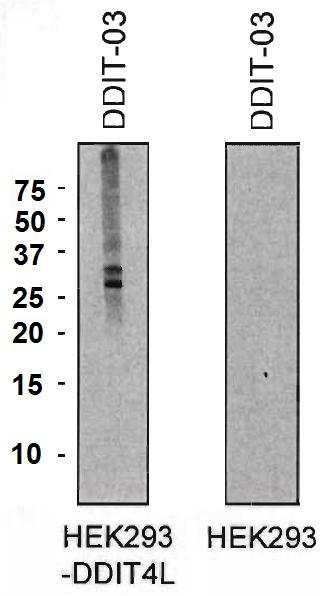 Anti-DDIT4L Antibody [DDIT-03]