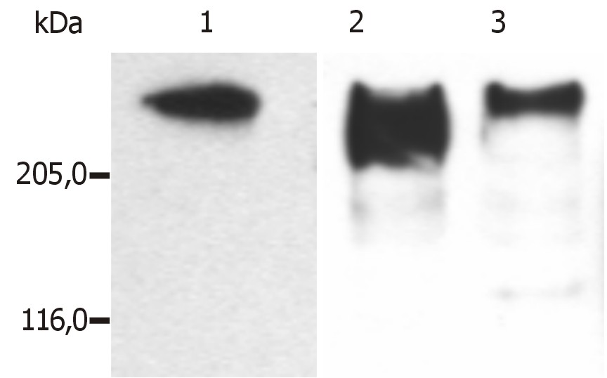 Anti-MAP2 Antibody [MT-08]