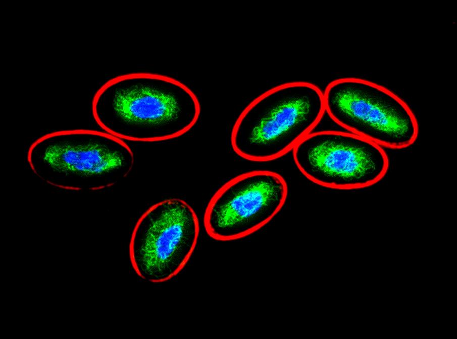 Anti-Vimentin Antibody [VI-10] - Identical to Abcam (ab20346)