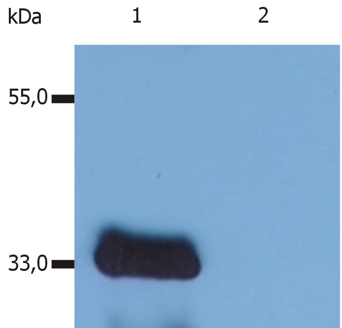 Anti-LIME Antibody [LIME-10]