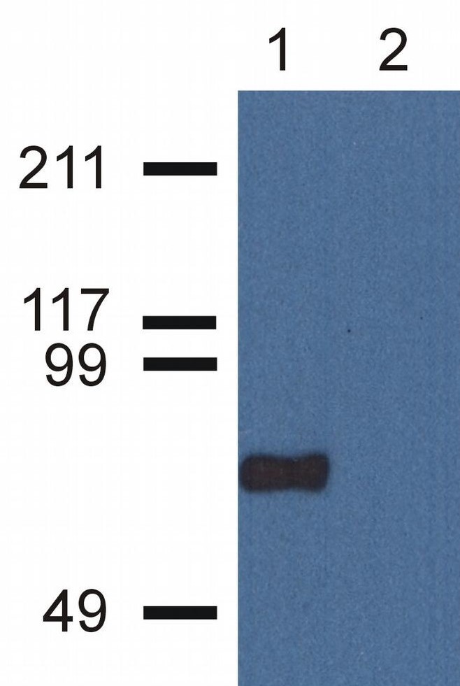 Anti-CPNE7 Antibody [CPNE7-01]