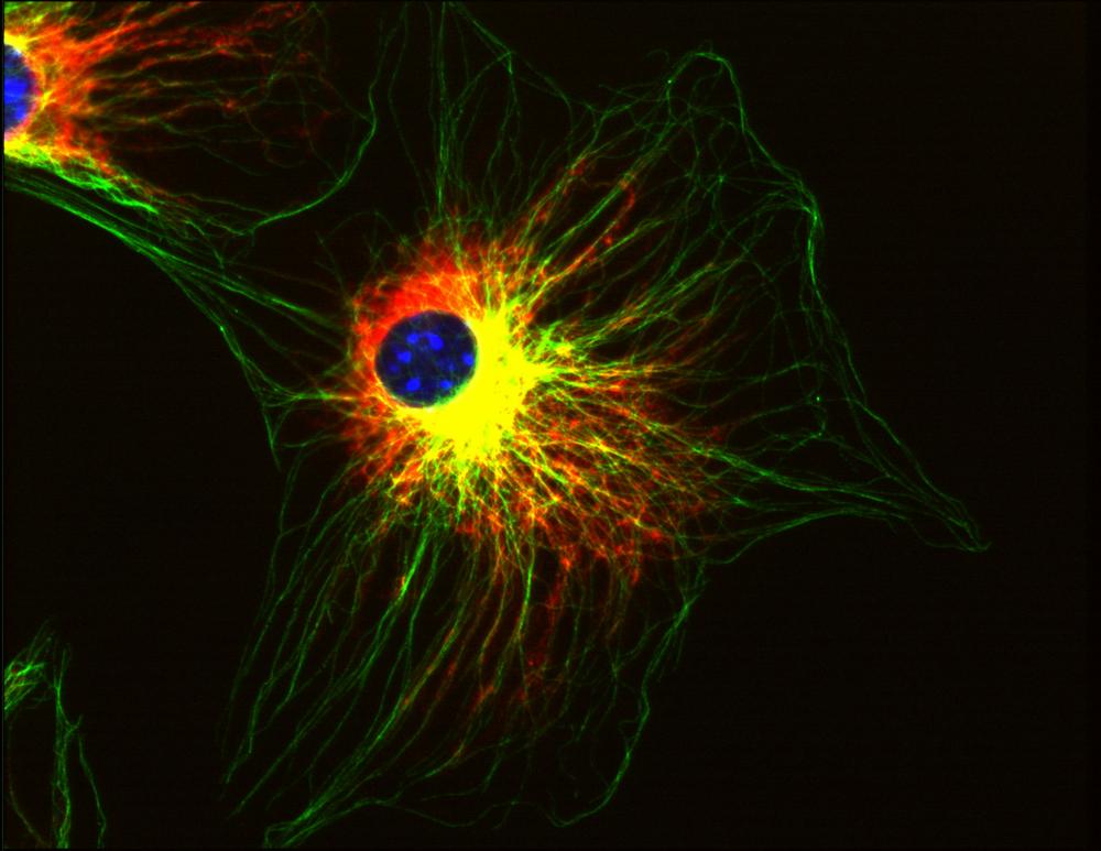 Anti-alpha Tubulin Antibody [TU-01] - Identical to Abcam (ab7750)