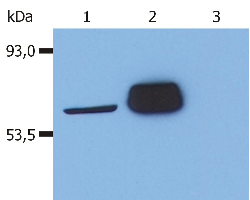 Anti-LCK Antibody [LCK-01]