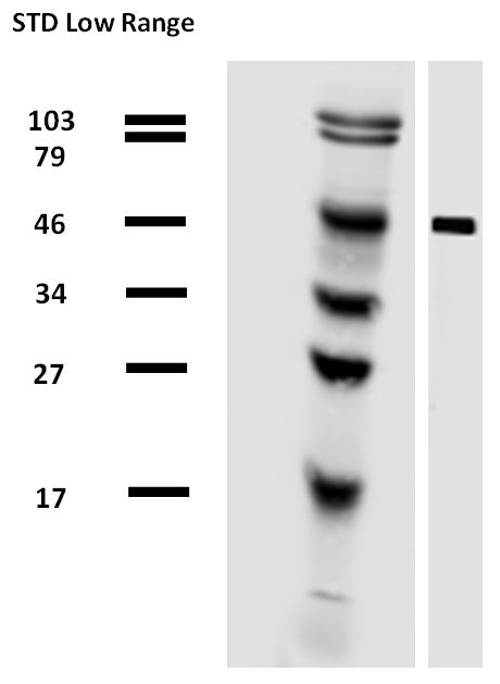 Anti-alpha Tubulin Antibody [TU-01] (Biotin)