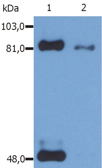 Anti-STAT1 (phospho Ser727) Antibody [PSM1]