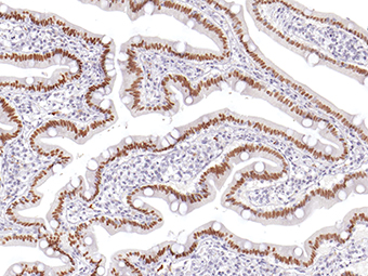 Anti-CDX 2 Antibody [IHC402]