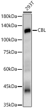 Anti-CBL Antibody