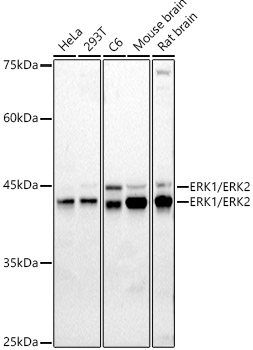 Anti-ERK1 + ERK2 Antibody