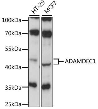 Anti-ADAMDEC1 Antibody