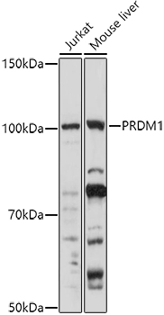 Anti-PRDM1 / Blimp1 Antibody