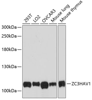 Anti-Zinc finger antiviral protein Antibody