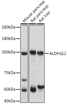 Anti-ALDH1L2 Antibody