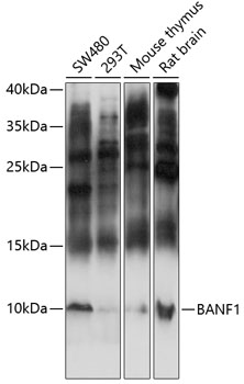 Anti-BANF1 / BAF Antibody