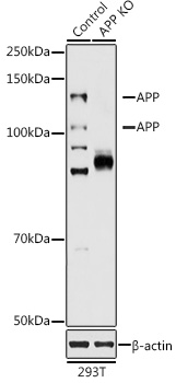 Anti-Amyloid Precursor Protein Antibody