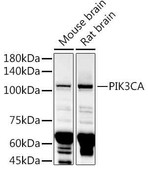 Anti-PI 3 Kinase catalytic subunit alpha / PIK3CA Antibody