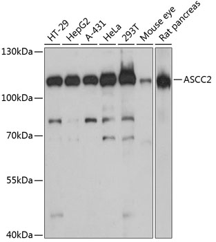 Anti-ASCC2 Antibody