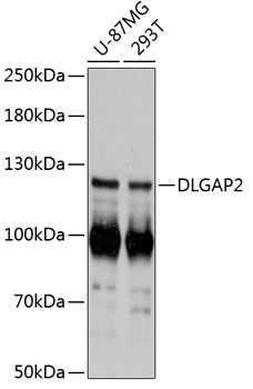 Anti-DLGAP2 Antibody