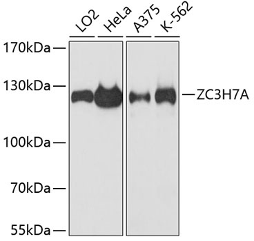 Anti-ZC3H7A Antibody