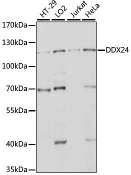 Anti-DDX24 Antibody