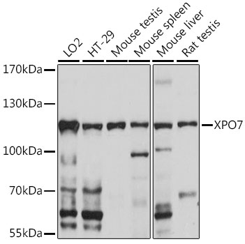 Anti-XPO7 Antibody