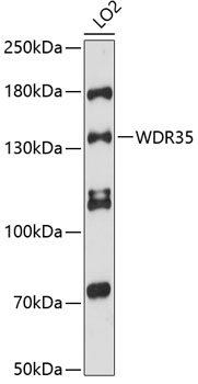 Anti-WDR35 Antibody
