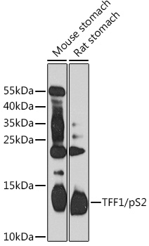 Anti-Estrogen Inducible Protein pS2 Antibody