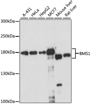 Anti-BMS1 Antibody