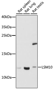 Anti-LSM10 Antibody