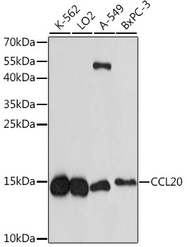 Anti-Macrophage Inflammatory Protein 3 alpha Antibody