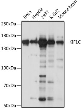 Anti-KIF1C Antibody