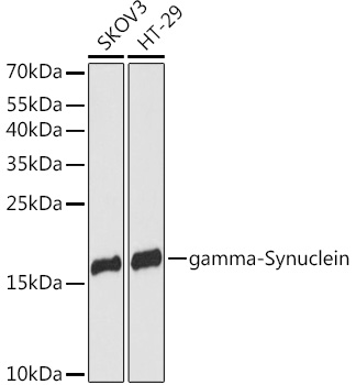 Anti-gamma Synuclein / SNCG Antibody
