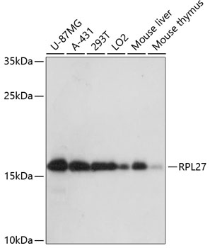 Anti-RPL27 / RPL27A Antibody