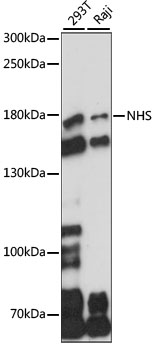 Anti-Nance-Horan Syndrome Protein Antibody