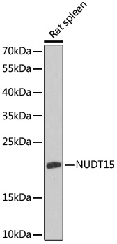 Anti-NUDT15 Antibody