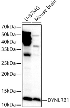 Anti-DYNLRB1 Antibody
