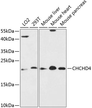 Anti-CHCHD4 Antibody