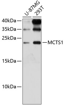 Anti-MCTS1 / MCT-1 Antibody