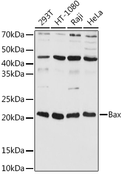 Anti-Bax Antibody