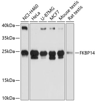 Anti-FKBP14 Antibody