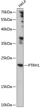 Anti-PTRH1 Antibody