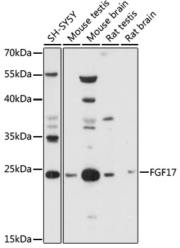 Anti-FGF17 Antibody
