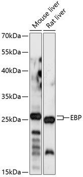 Anti-Emopamil binding protein Antibody