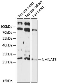 Anti-NMNAT3 Antibody