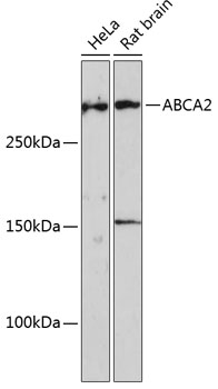 Anti-ABCA2 Antibody