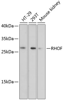 Anti-RhoF Antibody