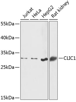 Anti-CLIC1 Antibody