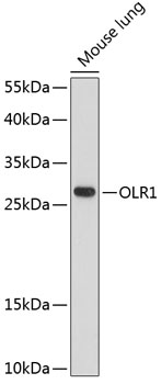 Anti-LOX 1 Antibody