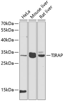 Anti-TIRAP Antibody