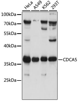 Anti-CDCA5 Antibody